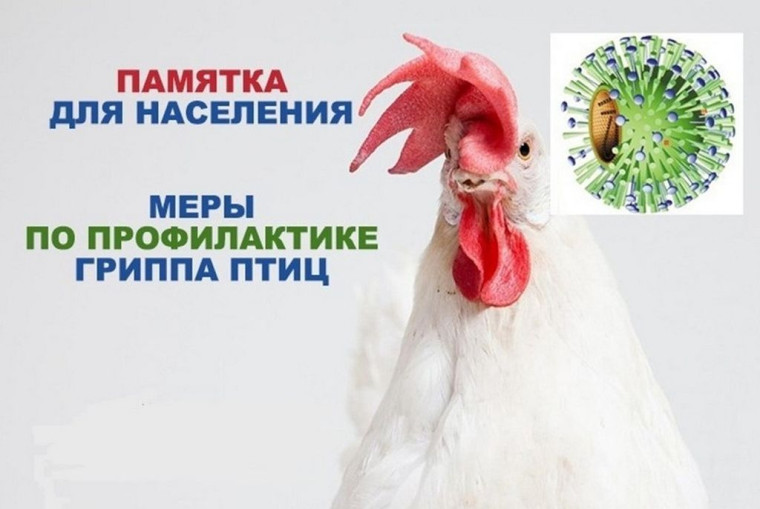 Памятка для населения ! «Меры по профилактике гриппа птиц». Памятка для населения ! «Меры по профилактике гриппа птиц».